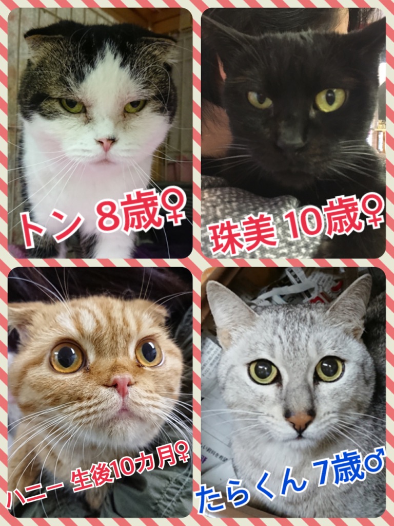 保護犬カフェ☕だけど保護猫🐱もいるよ🐾
